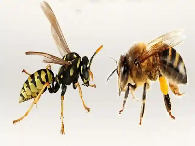 Emergenza api e vespe